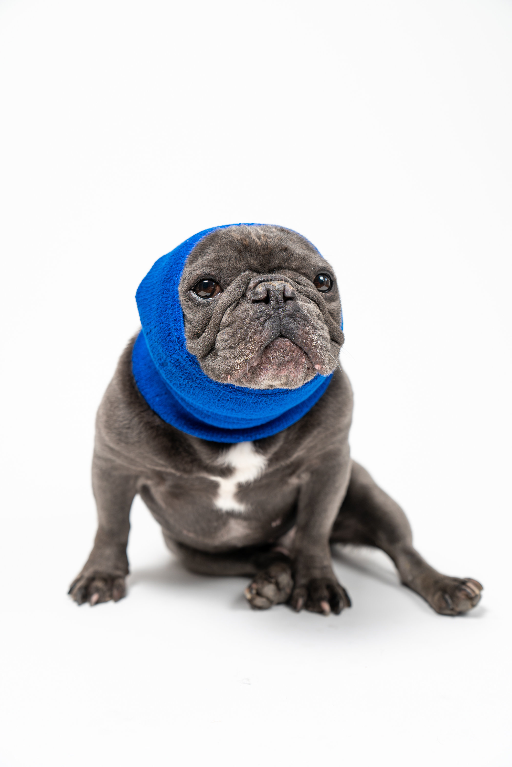 Pug ear muffs hot sale